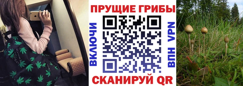 Галлюциногенные грибы Psilocybine cubensis  blacksprut как войти  Инта 